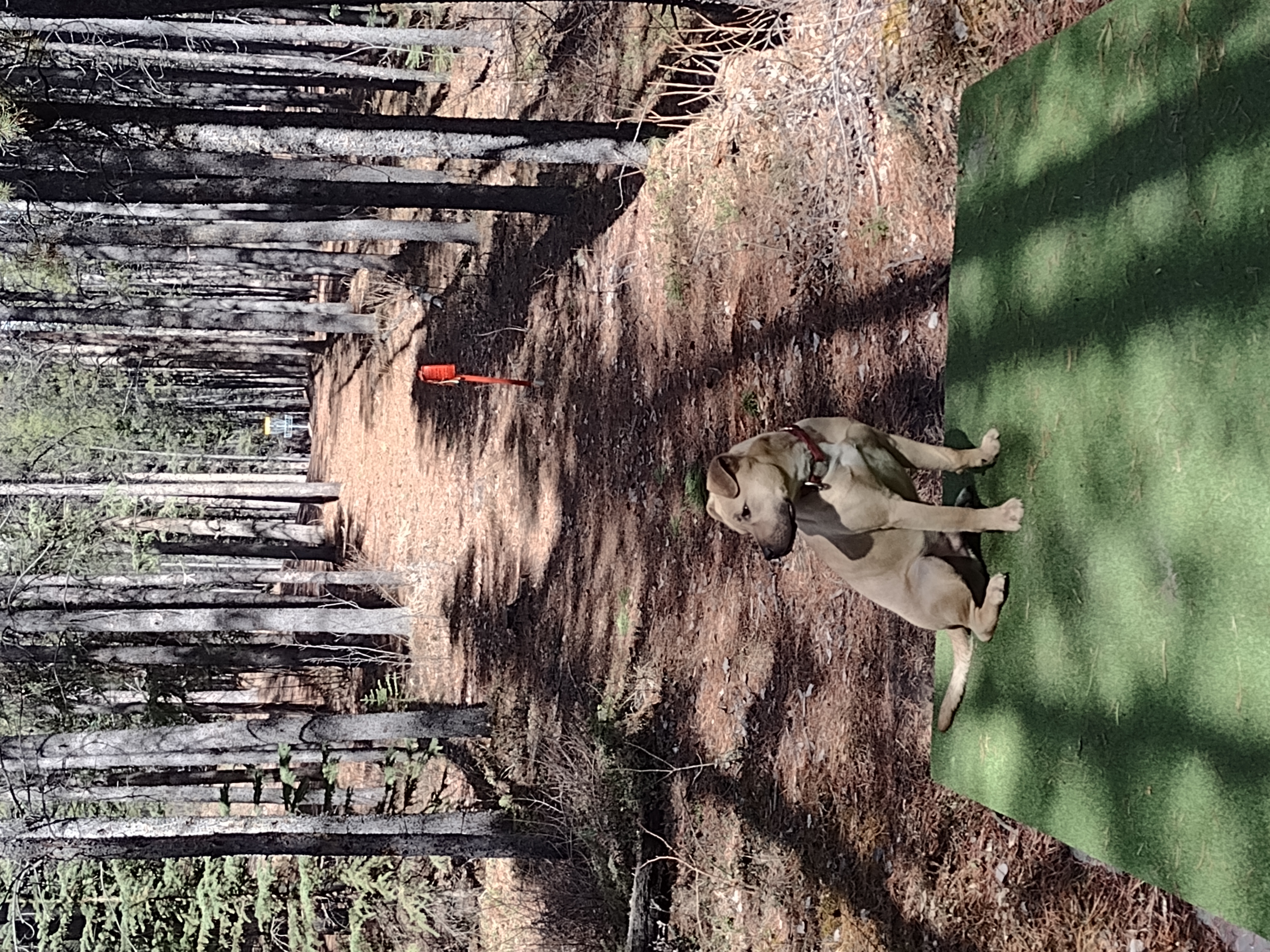 Dog sitting on a disc golf tee pad in a boreal forest, basket visible in the distance